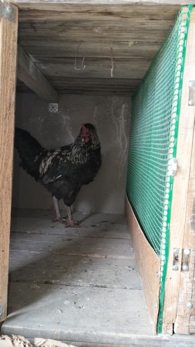 Қазақы брама аралас 
4тауы