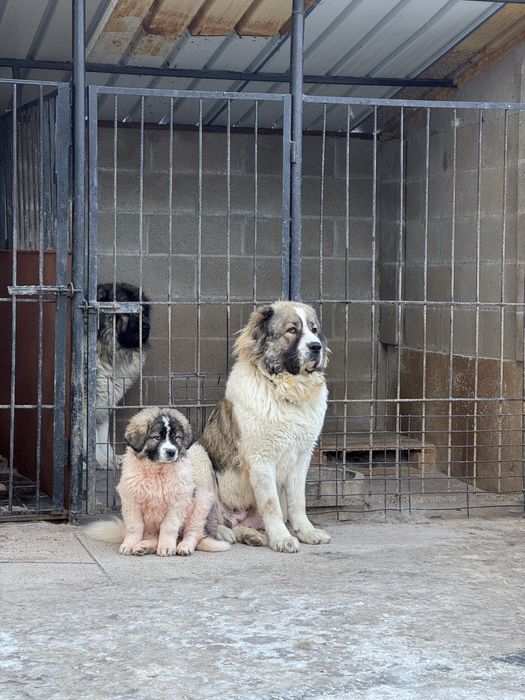 Кавказка овчарка