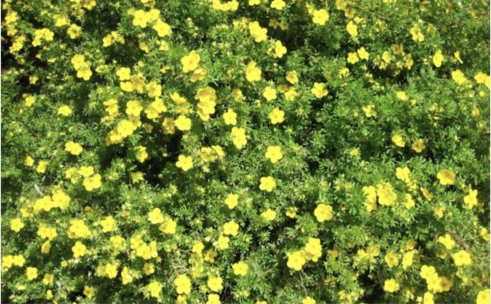 Лапчатка многолетний