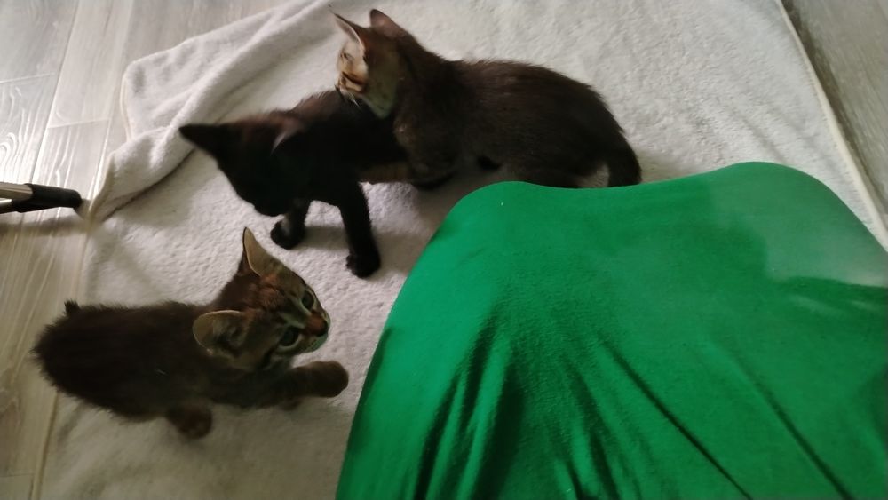 Котятки в добрые руки