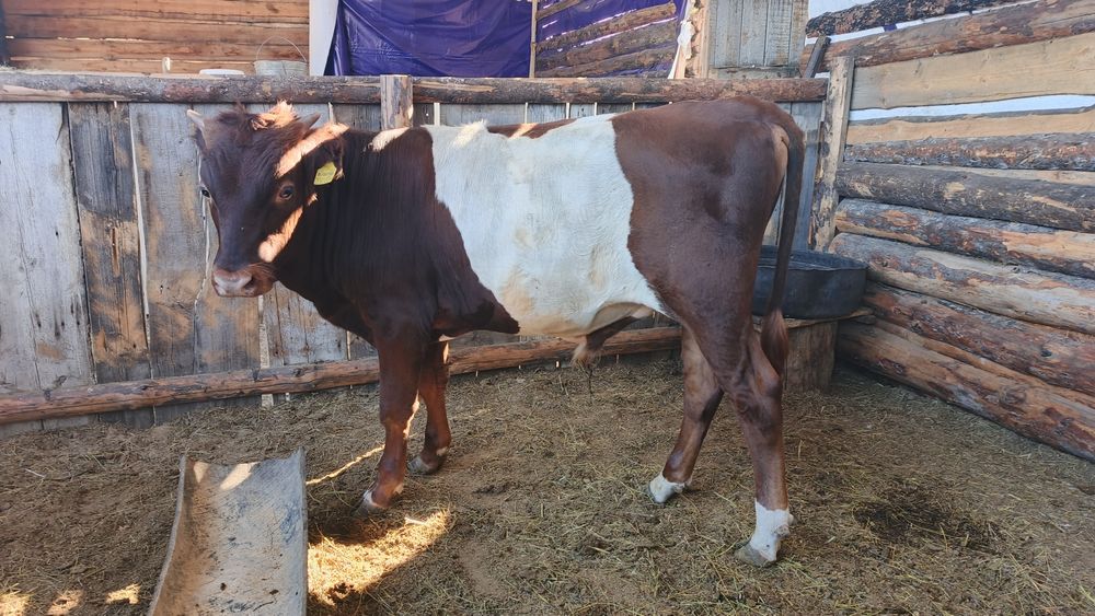 Подсосный бычки продам