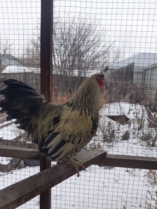 Петух домашний петропавловский