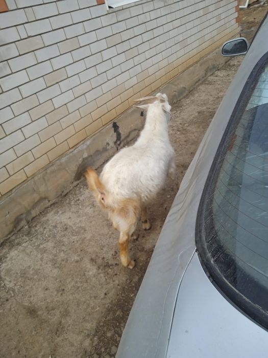 козёл и  коза ешкі сауынды