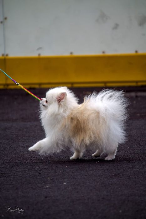 Продам щенков шпица.