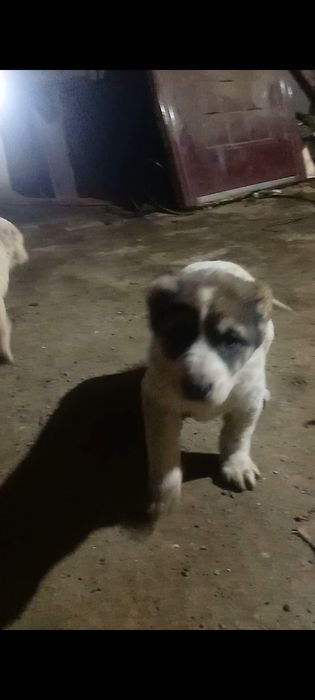 Продам щенков алабая