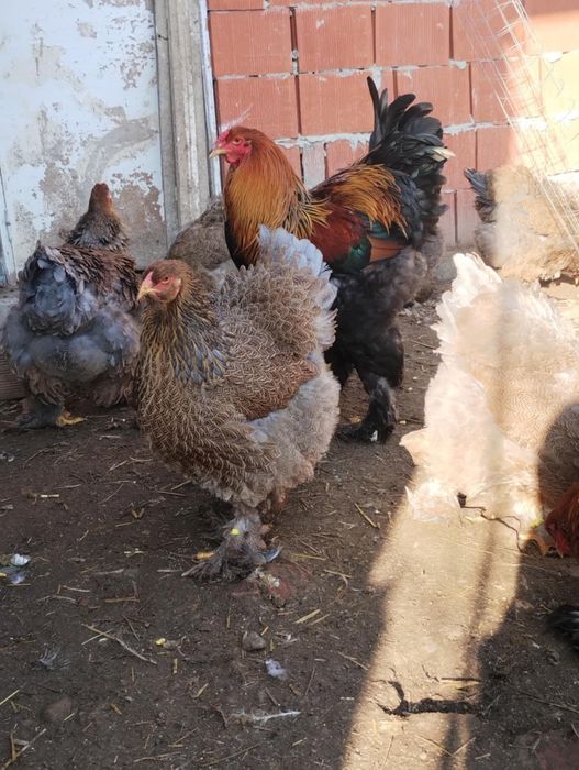 Brahma diferite culori