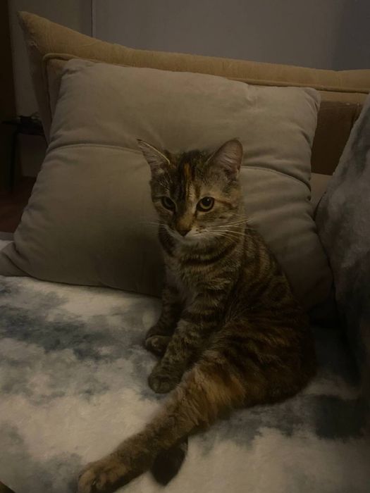 кошку в добрые руки