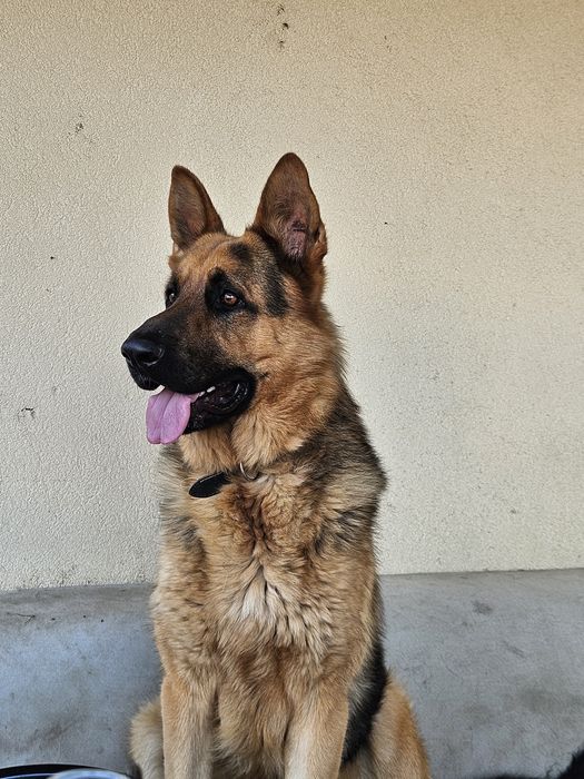 Donez Ciobănesc German