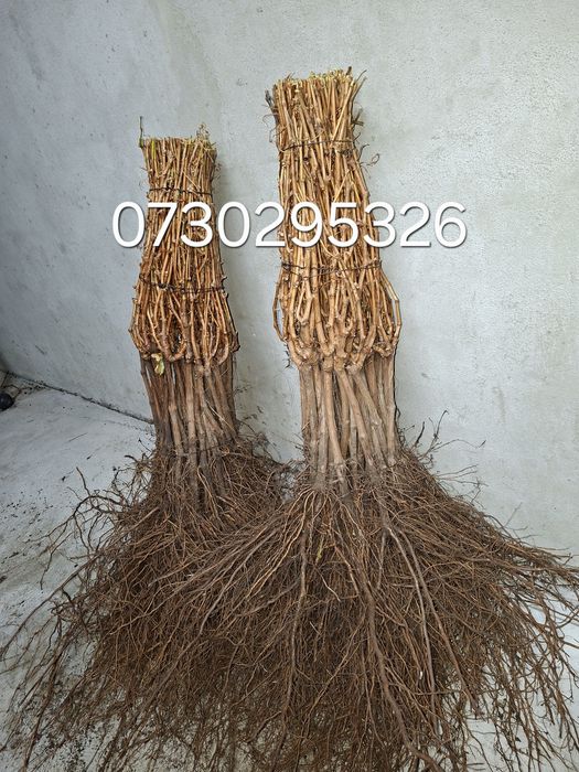 Vând Butași viță de vie Altoiți și Hibrizi la preț de PRODUCĂTOR