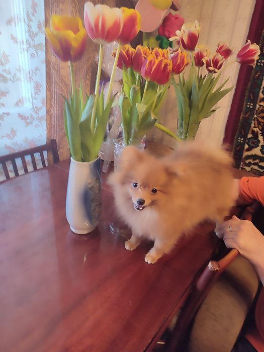 Чудесная мини девочка от Чемпиона. Подрощенная.