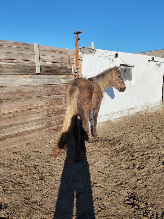 Дөнен Айғыр сатылады.