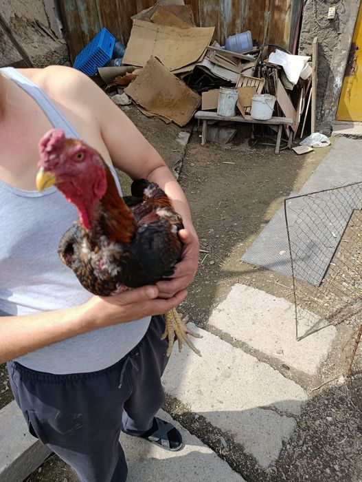 Петух чемпионской пароды