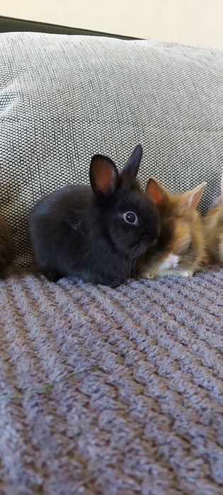 Vând iepuri cap de leu