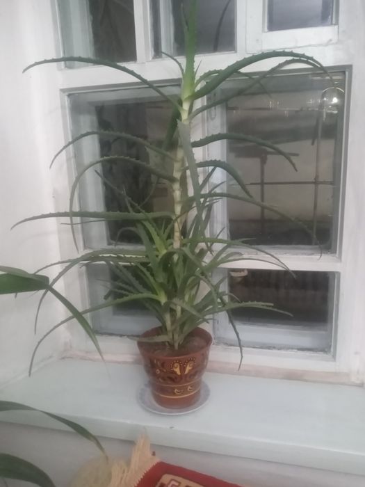 Продам комнатные цветы