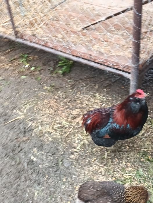 Vând cocoș și găină rasa Araumcana