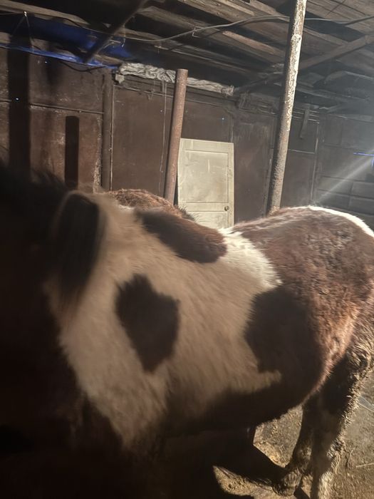 Семиз жабагы сатылады