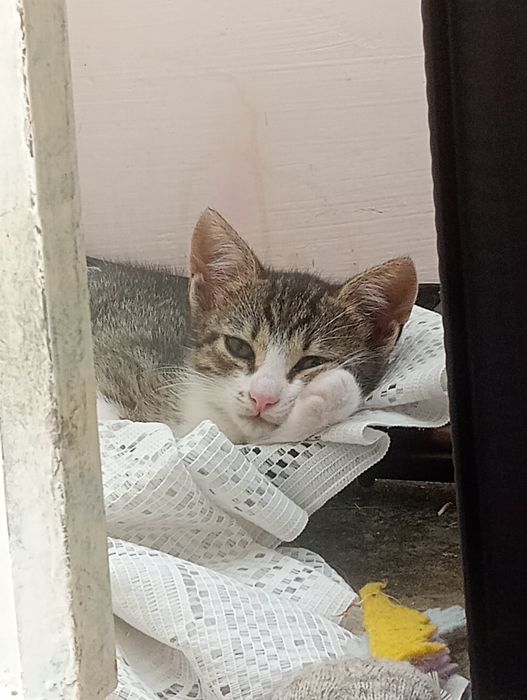 Donez pisicuță de 2 luni