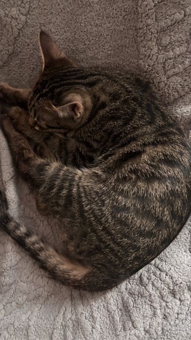 ул мысык,отдам в хорошие руки