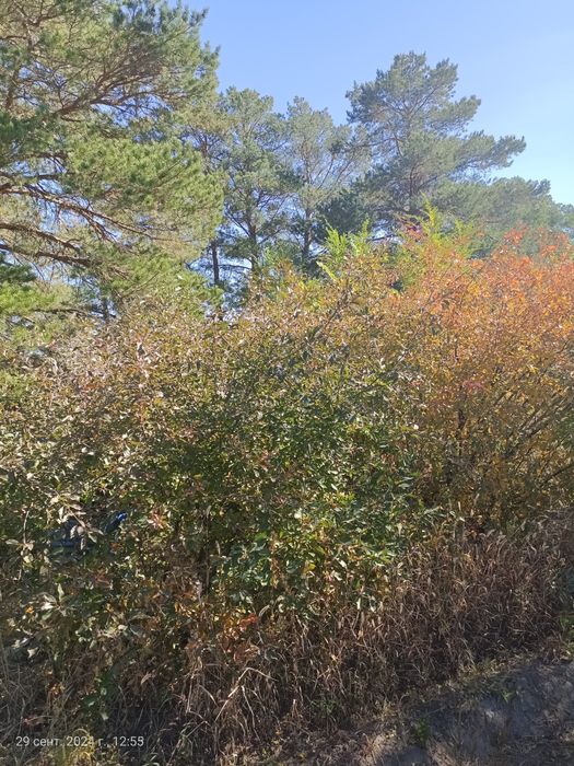 Продам дачу в 22 коллективе