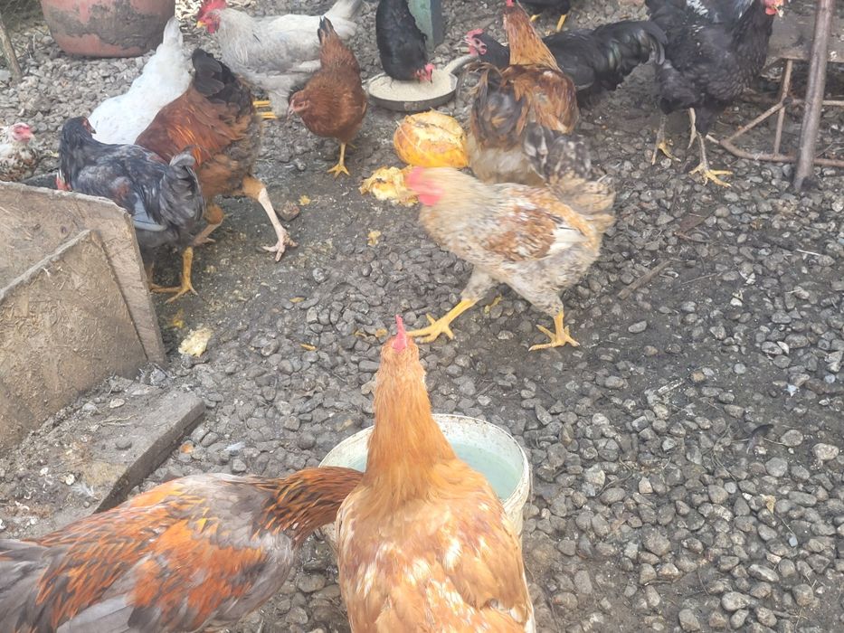 Cocoși diferite rase