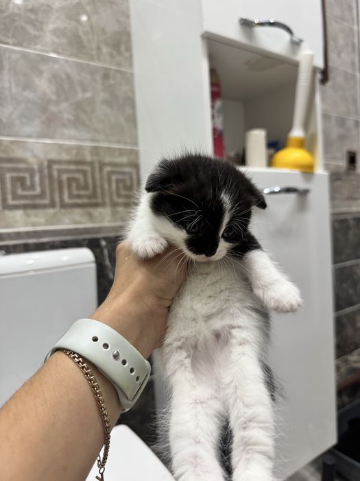 Продам вислоухих котят Scottish Fold