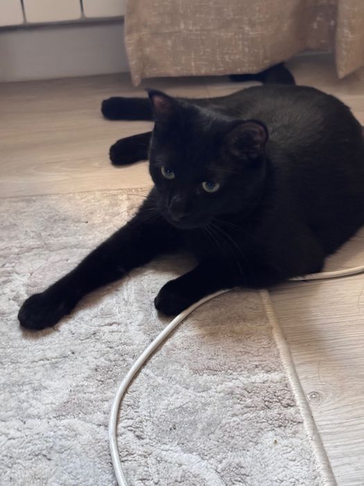 Отдам кота в хорошие руки