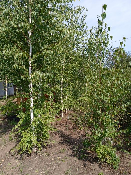 Дача сад Северный