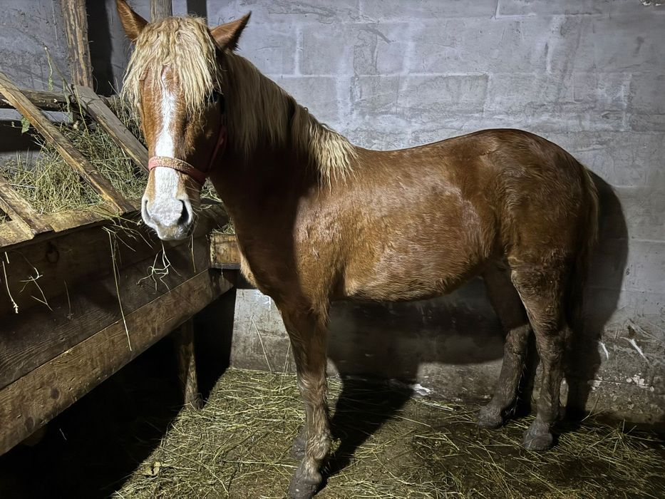 Vând mânză Blondă