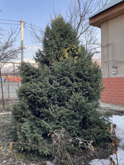 Елки продается отличные