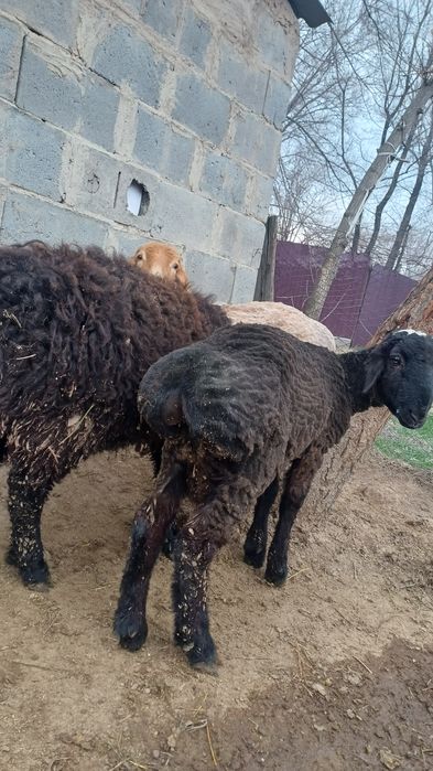 Семіз тоқты сатылады