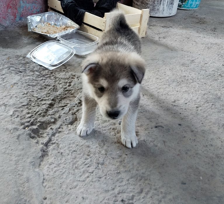 Сибирский хаски девочка