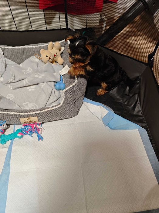 Куче Йорки  мъжко