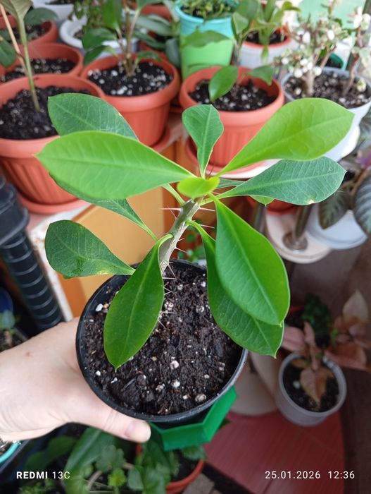 Продам комнатные растения