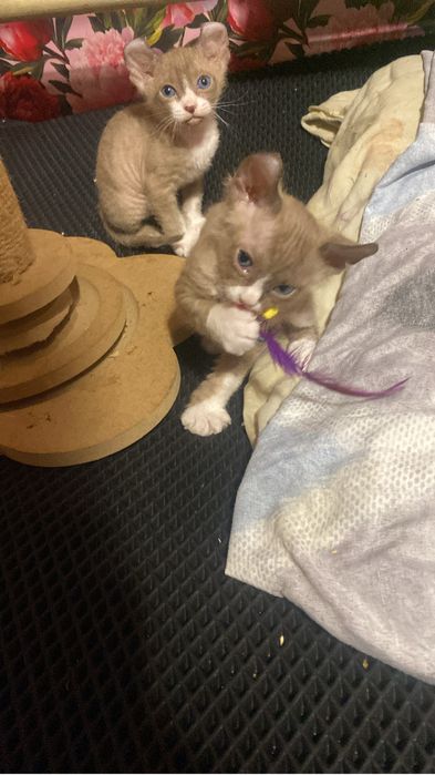 Продам котят сфинкса браш и велюр лысый