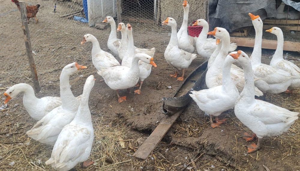 Gâște și gânsaci de țară