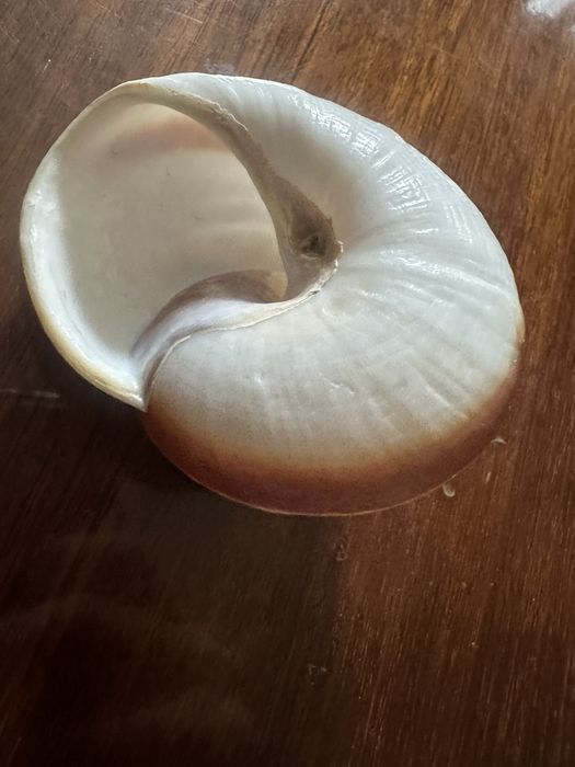 Ракушка ракушка ракушка