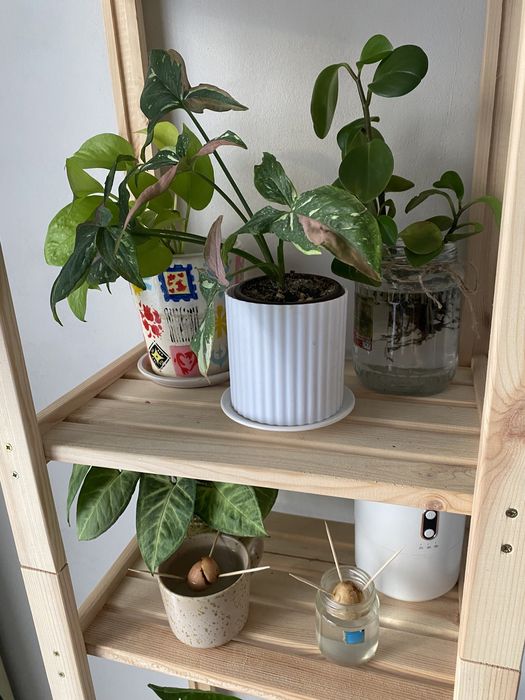 Стеллаж с растениями