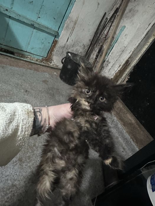 Отдам котенка девочка