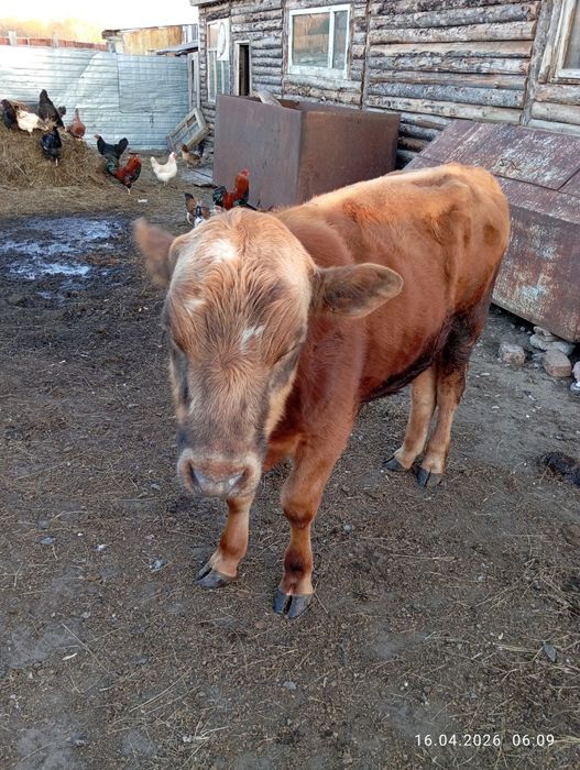 Продам быка, подробности в описании