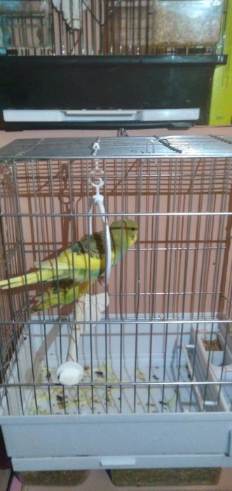 Папугай Валнистый