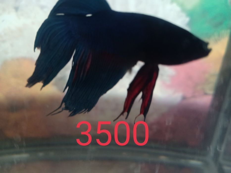 Рыбка-петушок, аквариум