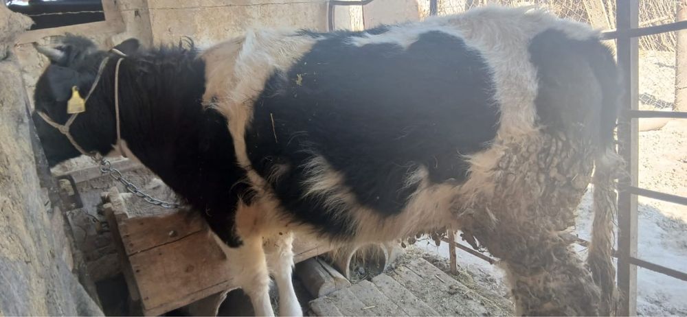 Ұрғашы баспаааақ