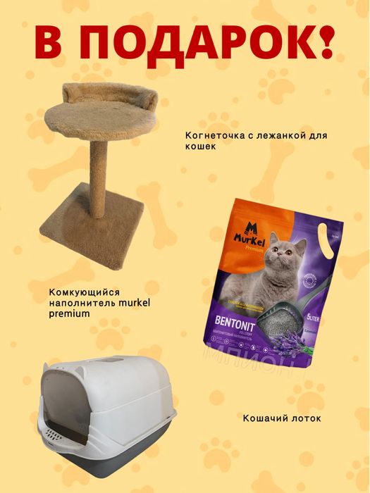 Продаётся очаровательный кот— Золотая Шиншилла