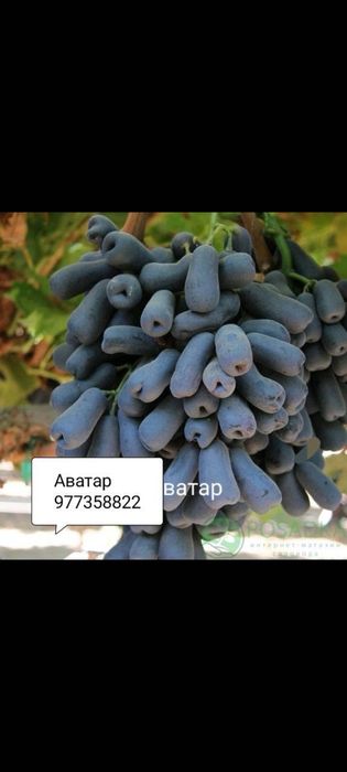 Аватар виноград продается