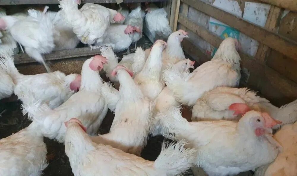 Продам курей несушки молодые