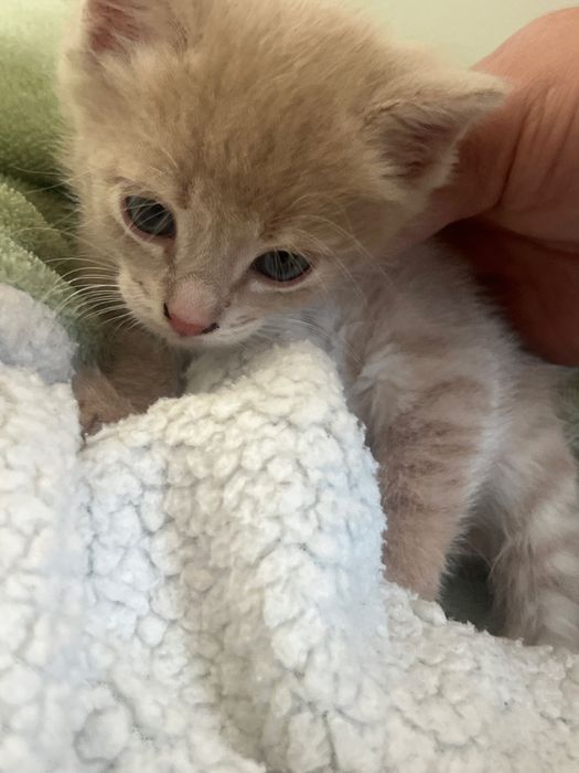 Котенок ищет дом