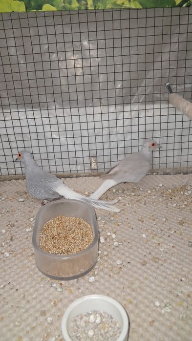 Turturele diamant masculi 2024/2025