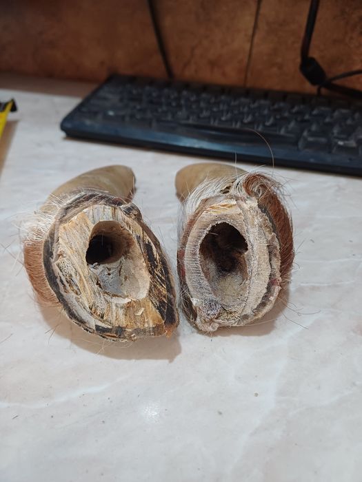 Рога за кукери .