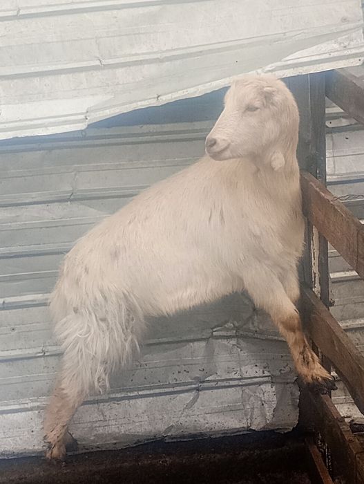 Capre iedite și tapisori