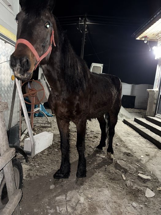 Cal de vanzare talie mare